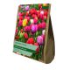 Tulip Perennial Mixed (Value Bag of 20)