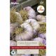 Garlic Early Purple Wight