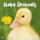 Baby Animals 2023 Wall Calendar