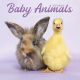 Baby Animals 2025 Wall Calendar