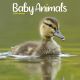 Baby Animals 2024 Wall Calendar