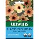 Black Eyed Susan African Sunset