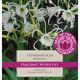 Hymenocallis Harrisiana (Best of the Best Fragrance)