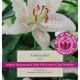 Lily Muscadet (Best of the Best Fragrance)