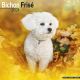 Bichon Frise 2024 Wall Calendar