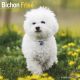 Bichon Frise 2025 Wall Calendar
