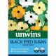 Black Eyed Susan Susie Mix