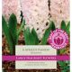 Hyacinth Apricot Passion (Best of the Best Fragrance)