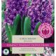 Hyacinth Miss Saigon (Best of the Best Fragrance)