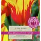 Tulip Fire Wings (Best of the Best Fragrance)