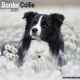 Border Collie 2025 Wall Calendar