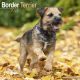 Border Terrier 2023 Wall Calendar