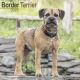 Border Terrier 2025 Wall Calendar