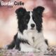 Border Collie 2024 Wall Calendar