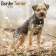 Border Terrier 2024 Wall Calendar