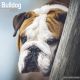 Bulldog 2024 Wall Calendar