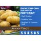 2kg Arran Pilot Seed Potatoes
