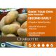 2kg Charlotte Seed Potatoes