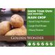 2kg Golden Wonder Seed Potatoes