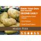 2kg Maris Peer Seed Potatoes