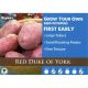2kg Red Duke of York Seed Potatoes