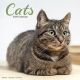 Cats 2025 Wall Calendar