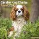 Cavalier King Charles 2024 Wall Calendar