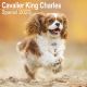 Cavalier King Charles 2023 Wall Calendar