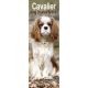 Cavalier King Charles 2025 Slim Calendar