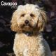 Cavapoo 2023 Wall Calendar