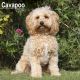 Cavapoo 2024 Wall Calendar