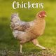 Chickens 2024 Wall Calendar