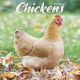 Chickens 2025 Wall Calendar