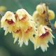 Chimonanthus Praecox- Winter Sweet