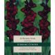Gladioli Black Star