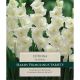 Gladioli Fiona