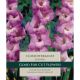 Gladioli Mediterranee