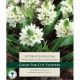 Ornithogalum Thyrsoides
