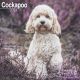 Cockapoo 2024 Wall Calendar