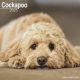 Cockapoo 2025 Wall Calendar