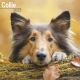 Collie 2023 Wall Calendar