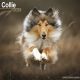 Collie 2024 Wall Calendar