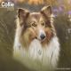 Collie 2025 Wall Calendar