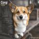 Corgi 2024 Wall Calendar