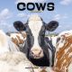 Cows 2024 Wall Calendar