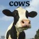 Cows 2025 Wall Calendar