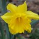 Narcissi King Alfred Select 5kg Net