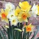 Narcissi Mixed for Naturalising 5kg Net