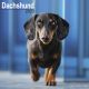 Dachshund 2023 Wall Calendar