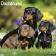 Dachshund 2024 Wall Calendar